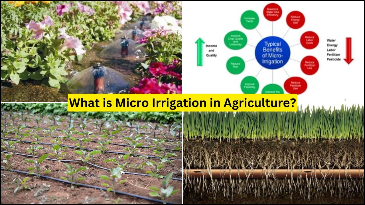 What is Micro Irrigation in Agriculture?